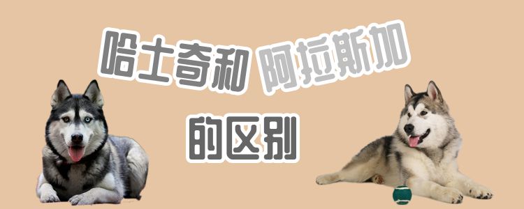 哈士奇和阿拉斯加的区别 我们不一样！