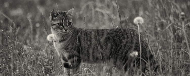 猫肠胃不好的症状 你家的猫咪出现过这些症状吗