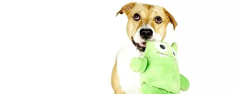 给小狗买什么玩具好 如何挑选狗狗爱不释手的玩具