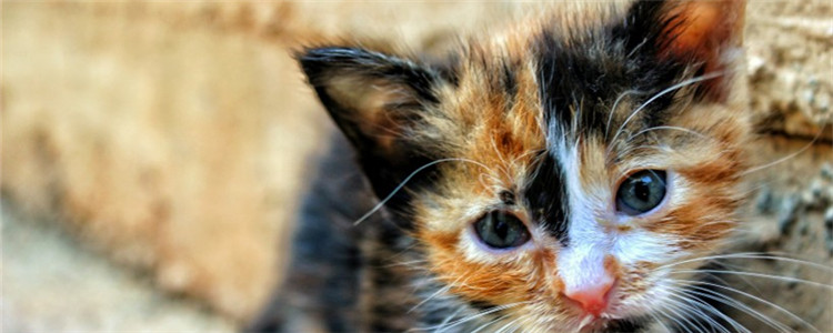 猫咪黑下巴是什么 猫咪为什么会得黑下巴