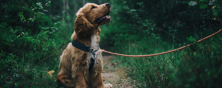 老年犬食欲不好吃什么 三个技巧提高狗狗食欲