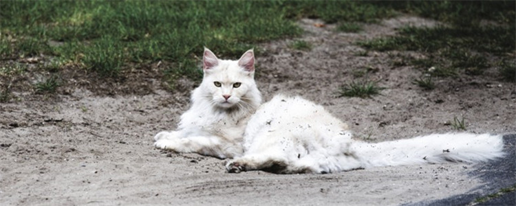 猫咪黑下巴怎么治 轻微的黑下巴可以这样治