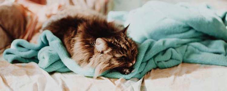 猫咪肠胃病有哪些症状 猫咪肠胃病该怎么调理