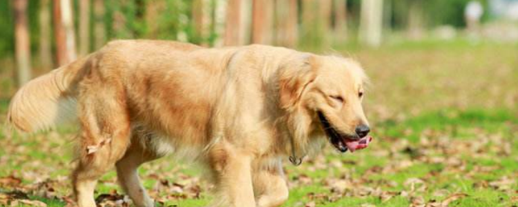 小狗淋了雨会怎么样 多大的心还能让小狗淋雨了！