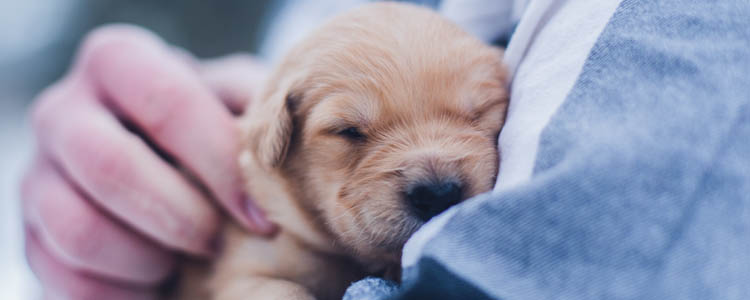 狗怎么表达情感的 狗如何表达感情