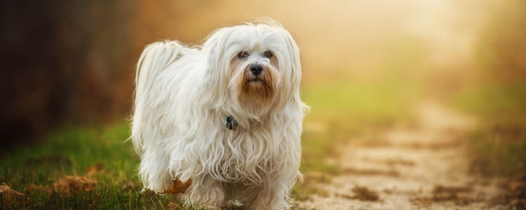 老年犬需要补充什么 喂养上注意适当做减法