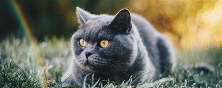 猫咪流泪是怎么了 是因为猫咪伤心难过了吗