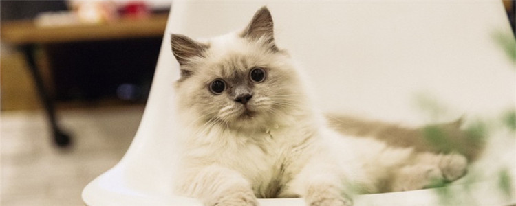 猫为什么会哭 猫咪哭是因为情感吗
