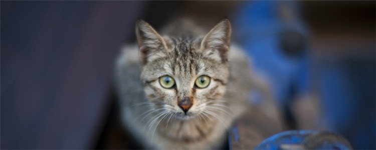 应激反应有什么危害 如何避免猫咪出现应激反应