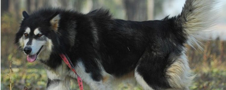 怎么听懂狗狗说话 狗狗的叫声是什么意思