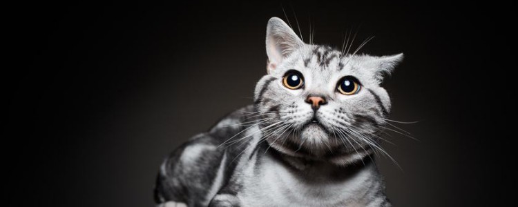 猫咪呕吐什么原因 这五个原因你得注意