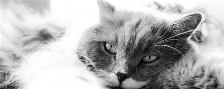 不出门的狗狗可以不打疫苗吗 关于疫苗的N个误区