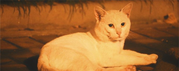 猫在地上打滚是为什么 猫咪打滚的行为并不简单