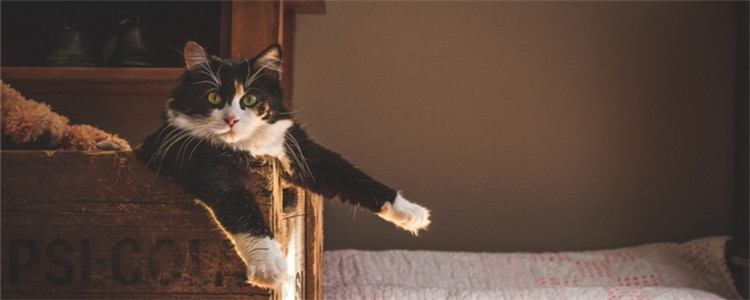 换了猫砂猫不拉屎 猫咪不拉屎的原因有哪些