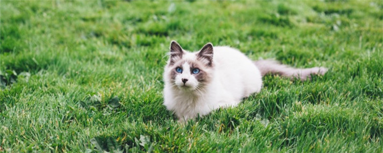 猫不爱喝水该怎么办 如何增加猫咪的饮水量