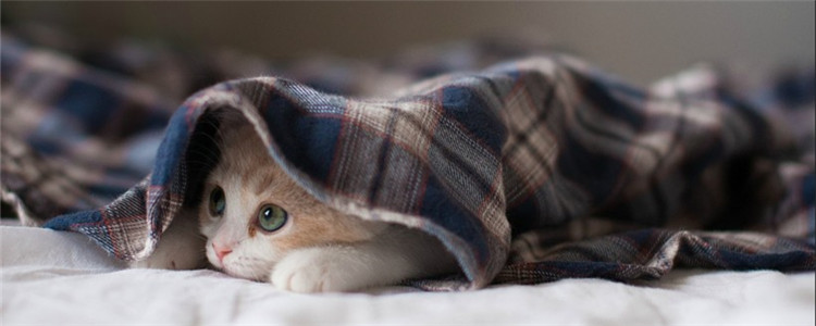 怎么预防猫咪耳螨 定期检查猫咪的耳朵很重要