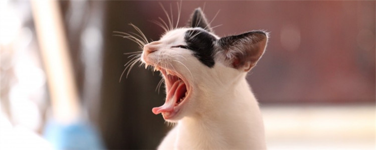 猫咪不刷牙可以吗 猫咪也需要定期刷牙