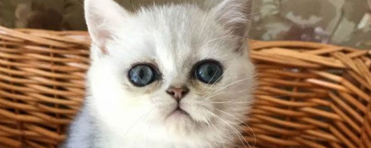 猫糖尿病的症状 护理糖尿病的猫咪要小心