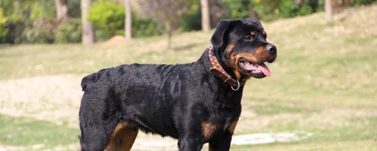 老年犬后腿站不起来 老年犬应该注意什么