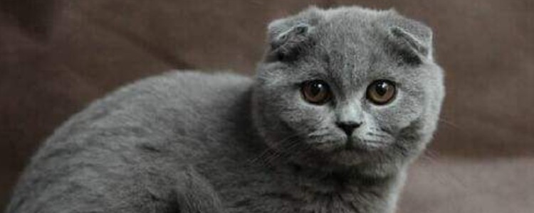 猫胰腺炎是怎么引起的 猫咪胰腺炎的症状