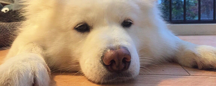 狗狗贫血了怎么办 狗狗贫血有什么症状