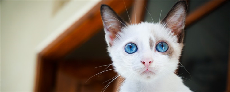 猫叫不出声音怎么回事 猫咪是不是突然变哑巴了