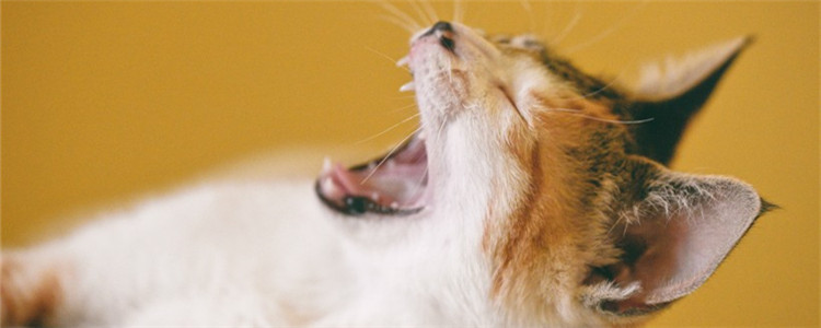 猫可以吃蓝莓吗 最好给猫咪吃新鲜的蓝莓