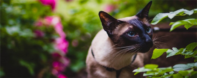 猫可以吃杨梅吗 猫咪吃杨梅会怎么样