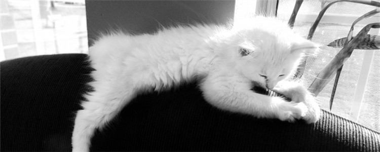 猫毛有什么用处 给猫剃毛有什么坏处