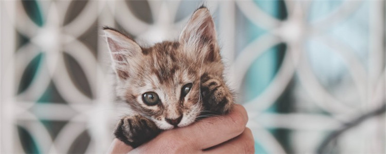 猫咪怀孕可以吃营养膏吗 什么样的猫需要吃营养膏