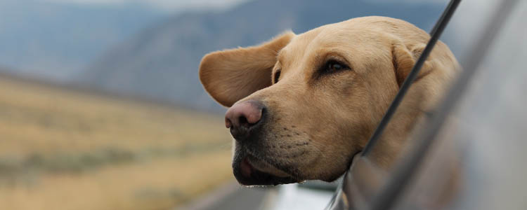 狗狗追车怎么办 教你几招，让狗狗避免发生悲剧