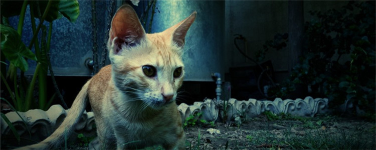 猫乱吃东西怎么办 如何让猫不乱吃东西