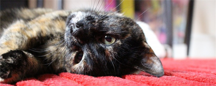 猫不听话怎么办 教你如何调教不听话的猫咪