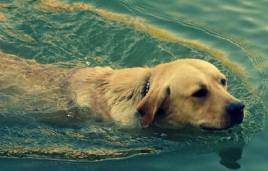 如何教狗狗游泳 教狗狗快速游泳小辦法