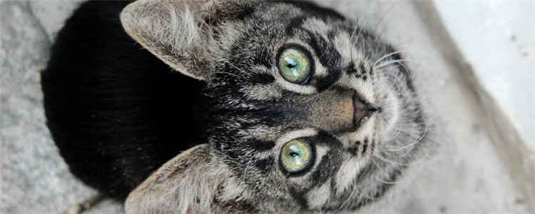 猫为什么要磨爪子 猫咪爱到处乱抓怎么办