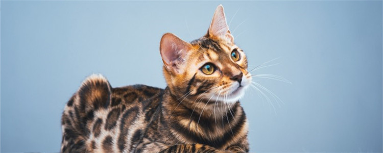 猫爱睡床要怎么办 如何训练猫咪自己睡觉