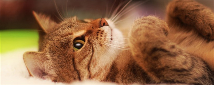 怎么让猫记住自己的名字 反复的训练比不可少