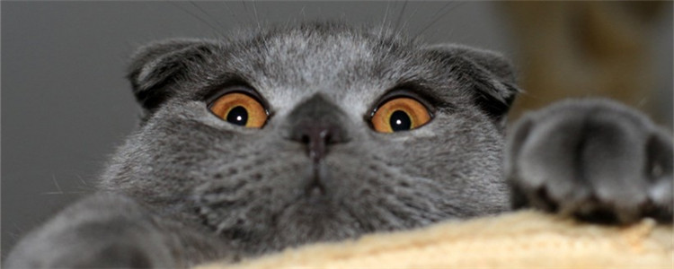 猫总是抓挠墙壁 如何防止猫咪抓墙搞破坏