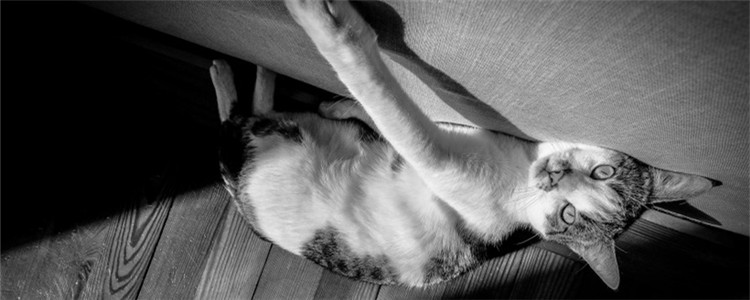 猫不爱剪指甲怎么办 如何正确安全的给猫剪指甲