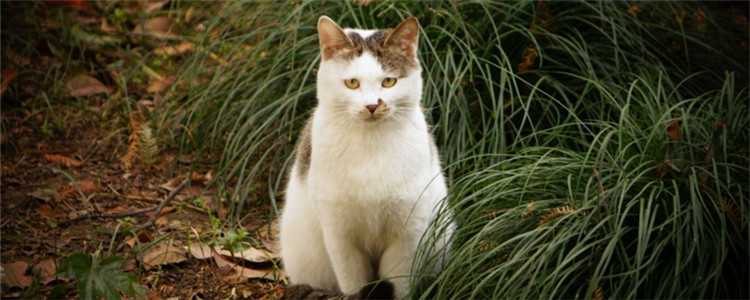 猫体外驱虫后老是挠 是虫子没有驱干净吗