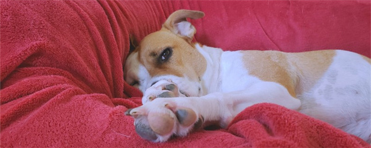 狗能不能吃杏 狗狗吃杏会怎么样