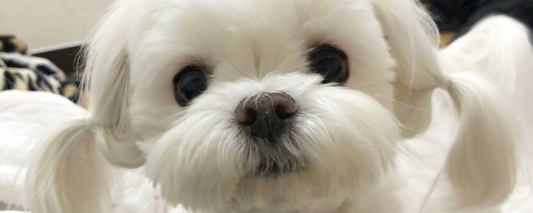 狗狗溺水了怎么办救 掌握方法很重要