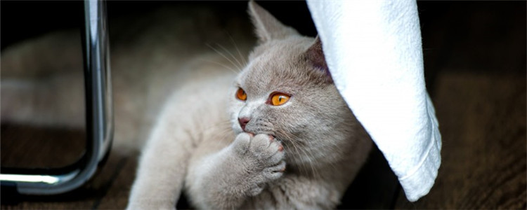 猫咪怎么才能发腮 给猫咪发腮要注意什么