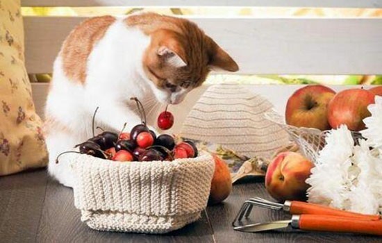 猫嗜酸性肉芽肿 你知道这是什么病吗？