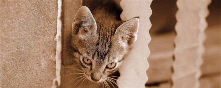 猫不听话能打吗 猫咪不听话该怎么教育