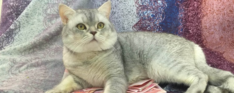 猫嘴唇溃疡用什么药膏 这种药膏类的还是不要随便用了！