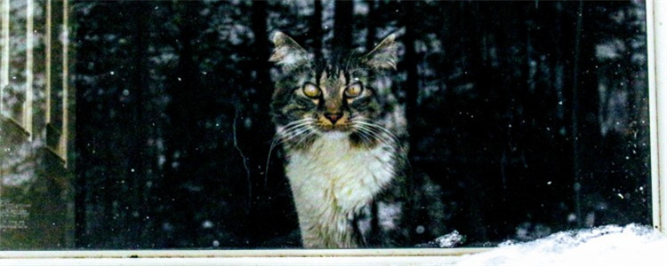 猫乱抓咬怎么办 如何训练猫咪不乱抓咬