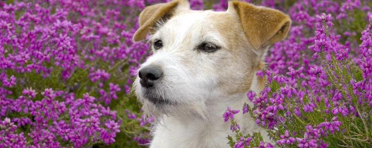 孕妇可以接种狂犬疫苗吗 被动物咬了要赶紧打针啊！