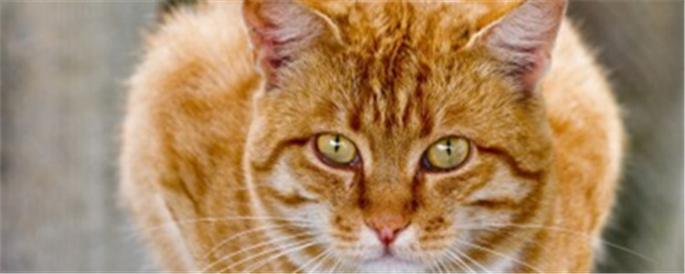 怎么缓解猫咪情绪 猫咪的尾巴代表了猫咪的情绪