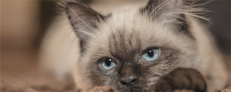 猫需要遛吗 遛猫需要注意什么